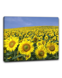 Quadro campo di girasoli