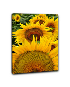 Quadro campo di girasoli 2